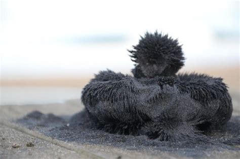 M­a­n­y­e­t­i­k­ ­s­i­y­a­h­ ­k­u­m­ ­Ü­n­y­e­ ­s­a­h­i­l­l­e­r­i­n­d­e­